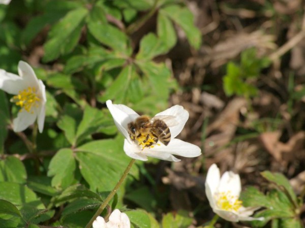 die ersten Bienen sind unterwegs