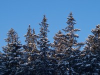 Winterland